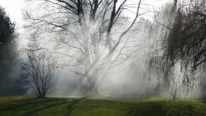 Дерево туман утро