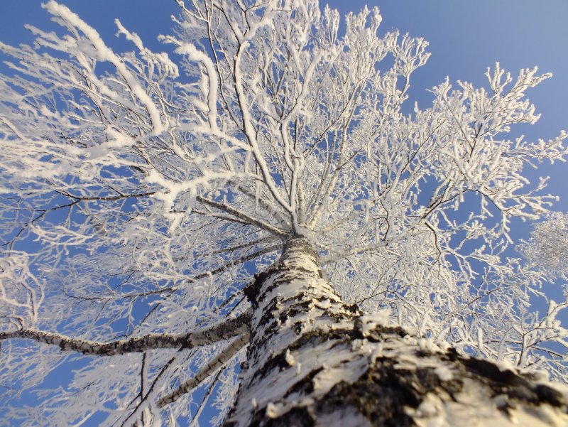 Мороз на деревьях