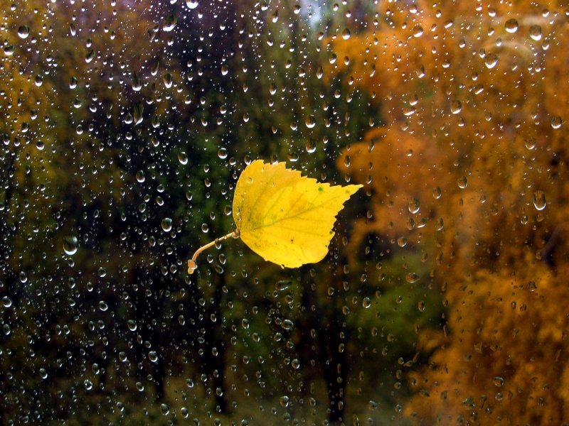 Природа осень дождь