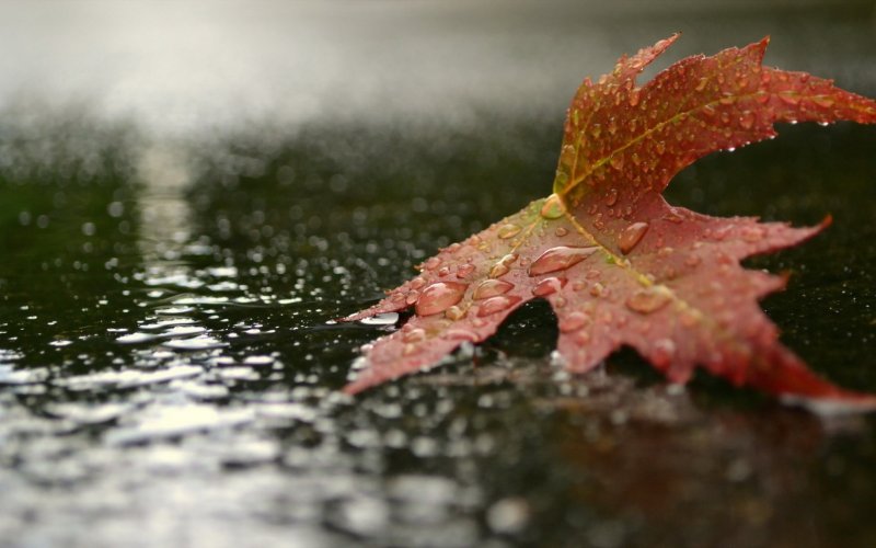 Красивая дождливая осень