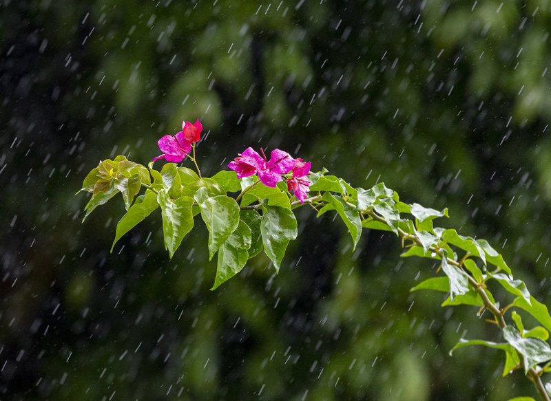 Растения и дождь