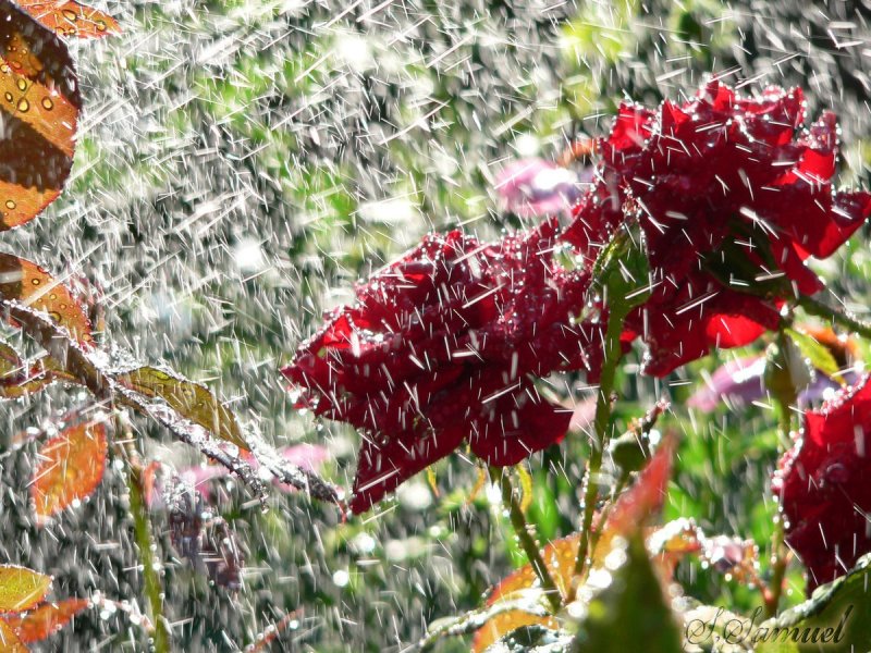 Весенний дождь в саду