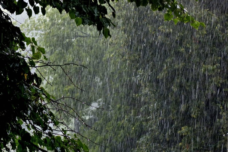 Сильный дождь в лесу