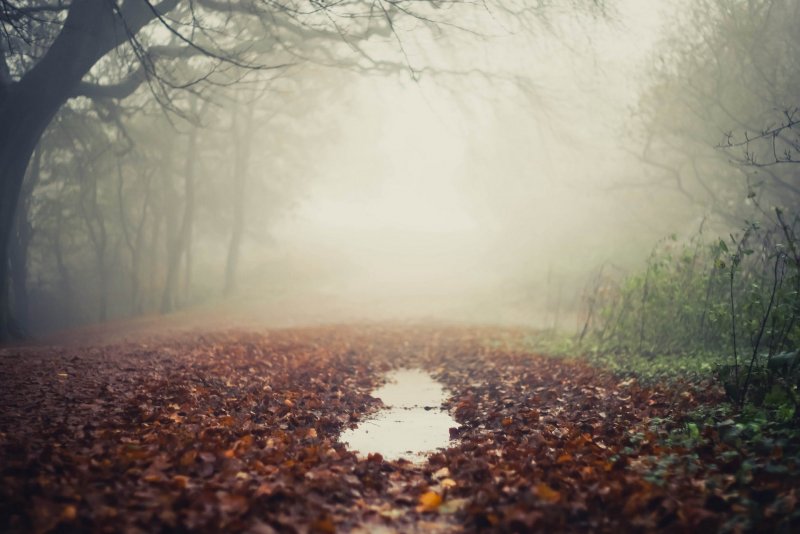 Осень дорога туман