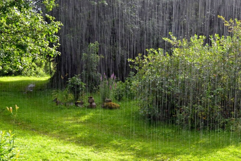 Дождик в лесу
