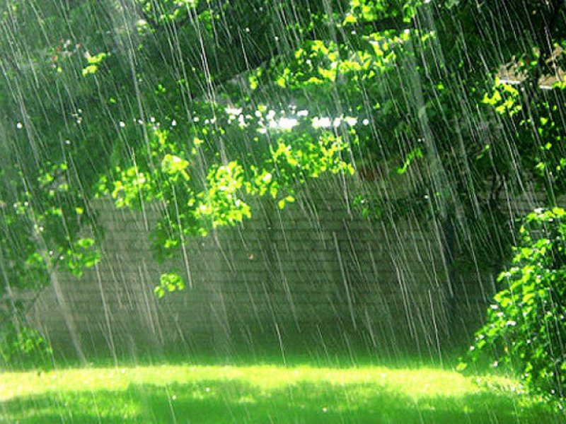Дождливое лето природа