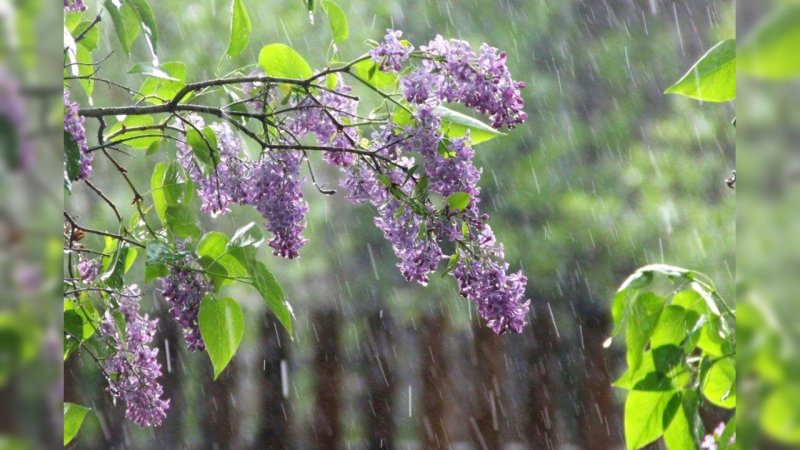 Весенний дождик