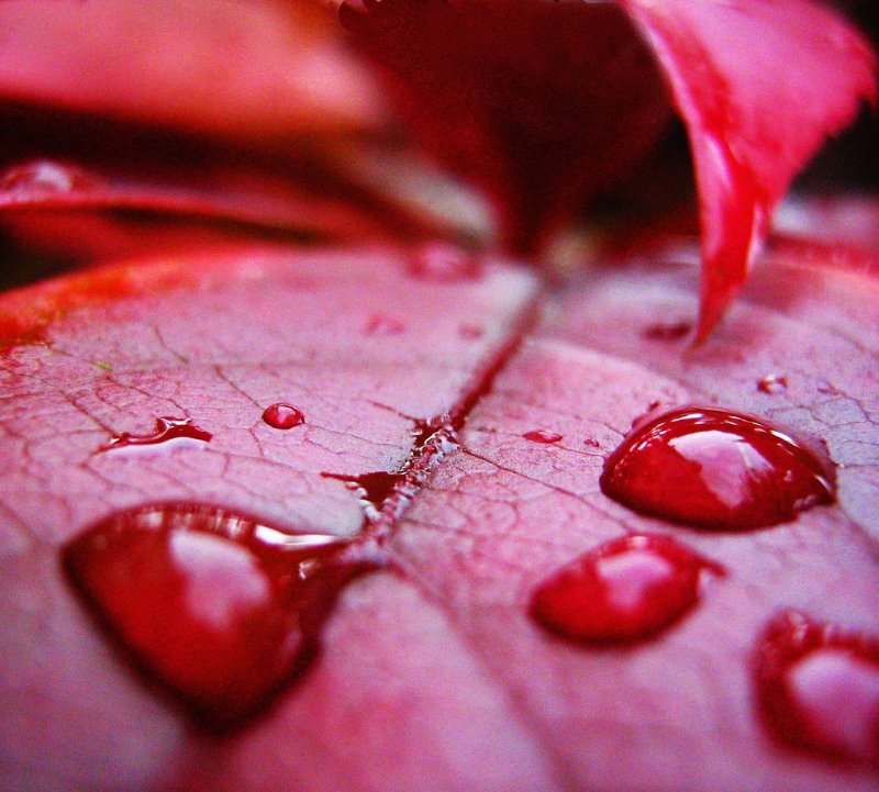 Краска красный дождь