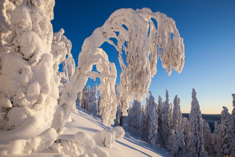 Чудеса зимней природы