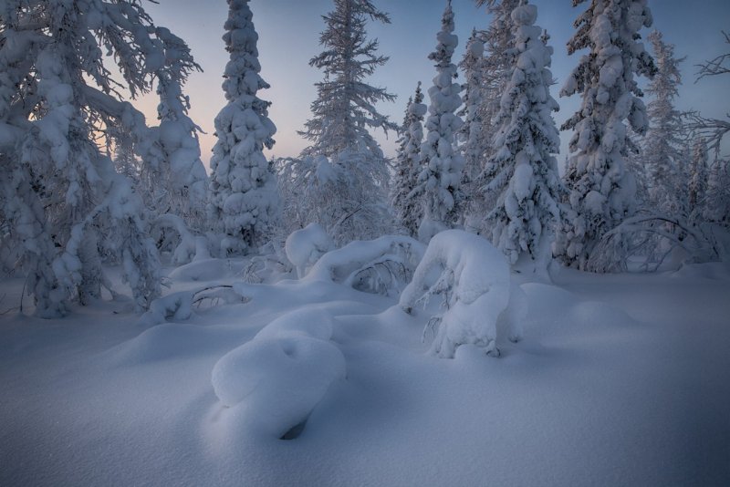 Снежные сугробы в лесу