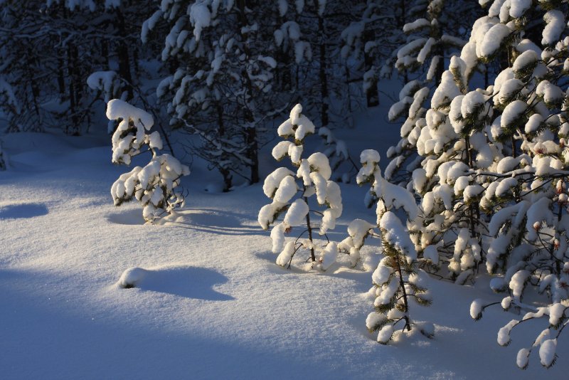 Опушка леса в снегу