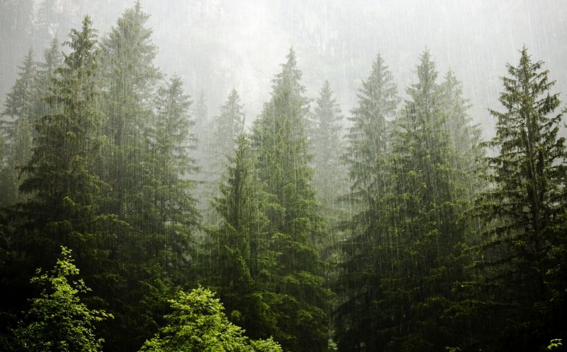 Еловый лес после дождя
