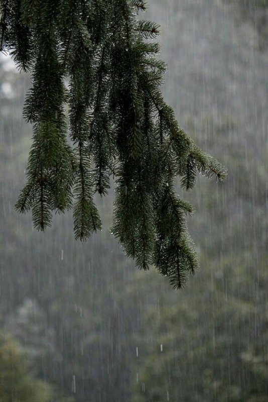 Хвойный лес дождь