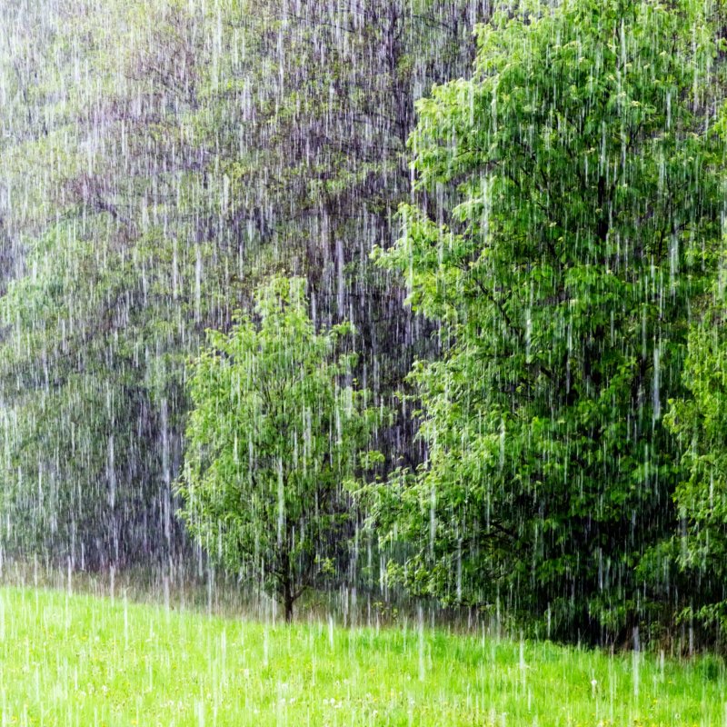 Летний дождь в лесу