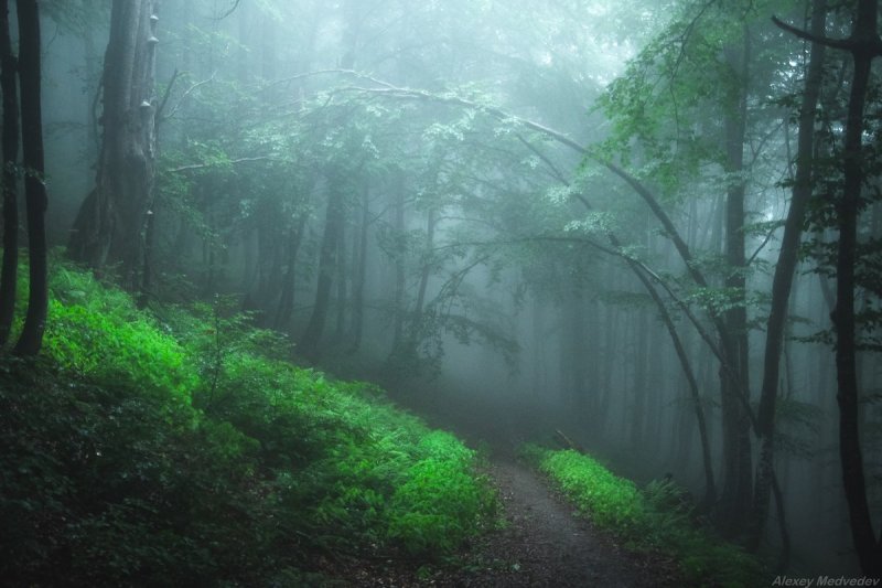 Лес дождь туман