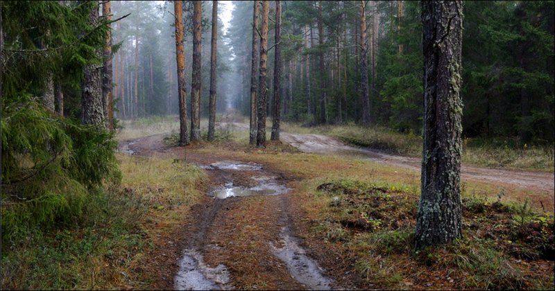 Сосновый Бор Ленинградская область лес