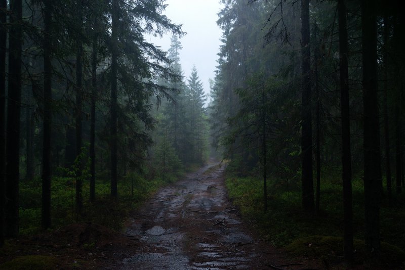 Карельский лес темный