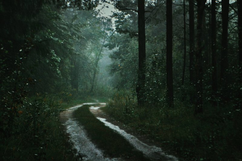 Лес после дождя