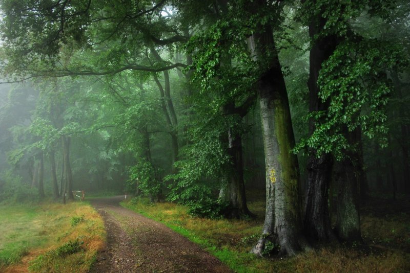 Дремучие леса Германии