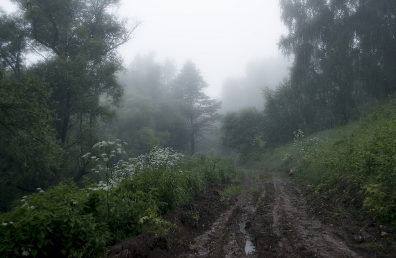 Дорога в лесу после дождя