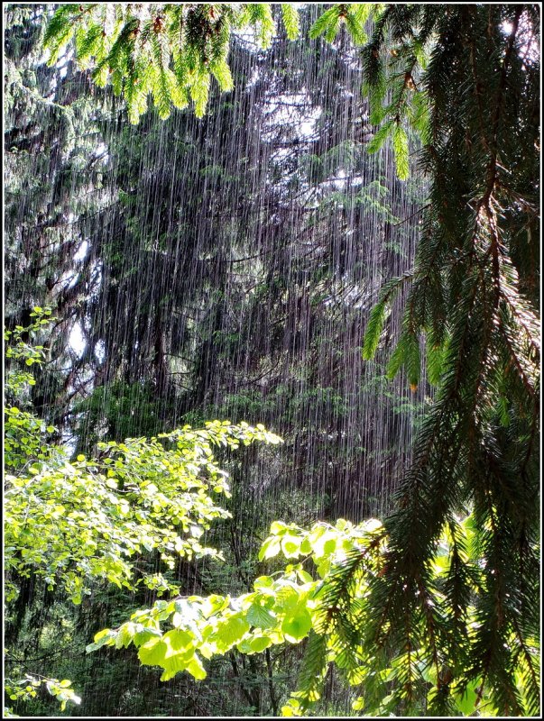 Дождливый лес