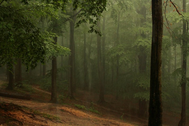 Лес под дождем