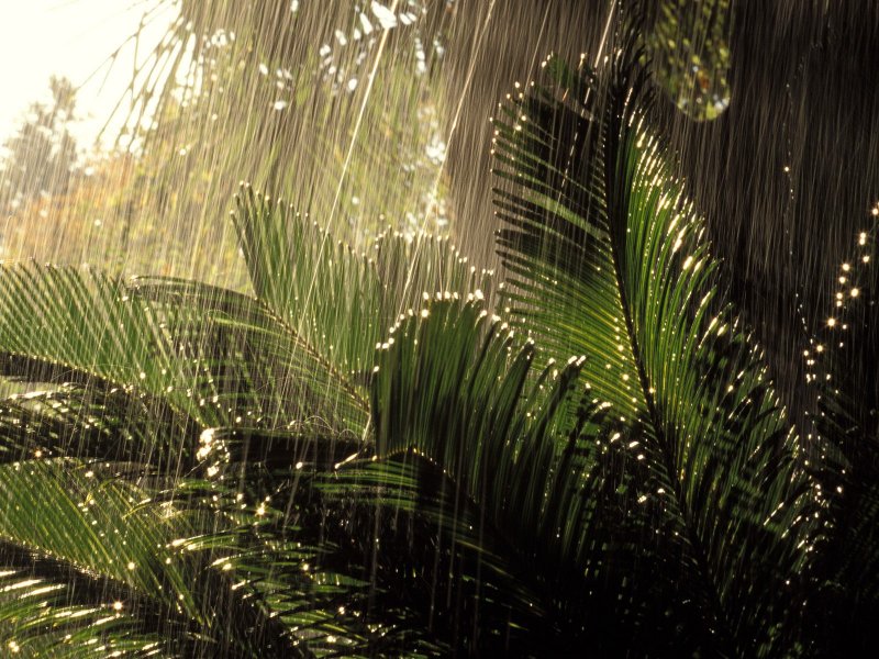 Тропический дождь на Бали