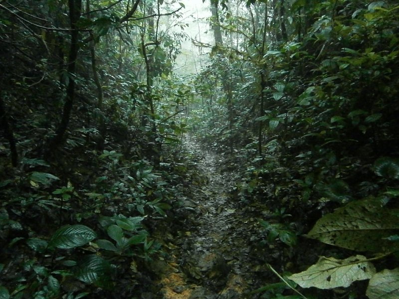 Ливень в тропическом лесу
