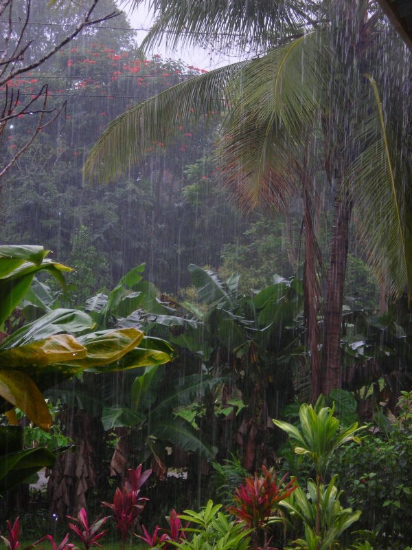 Тропические леса Вьетнама