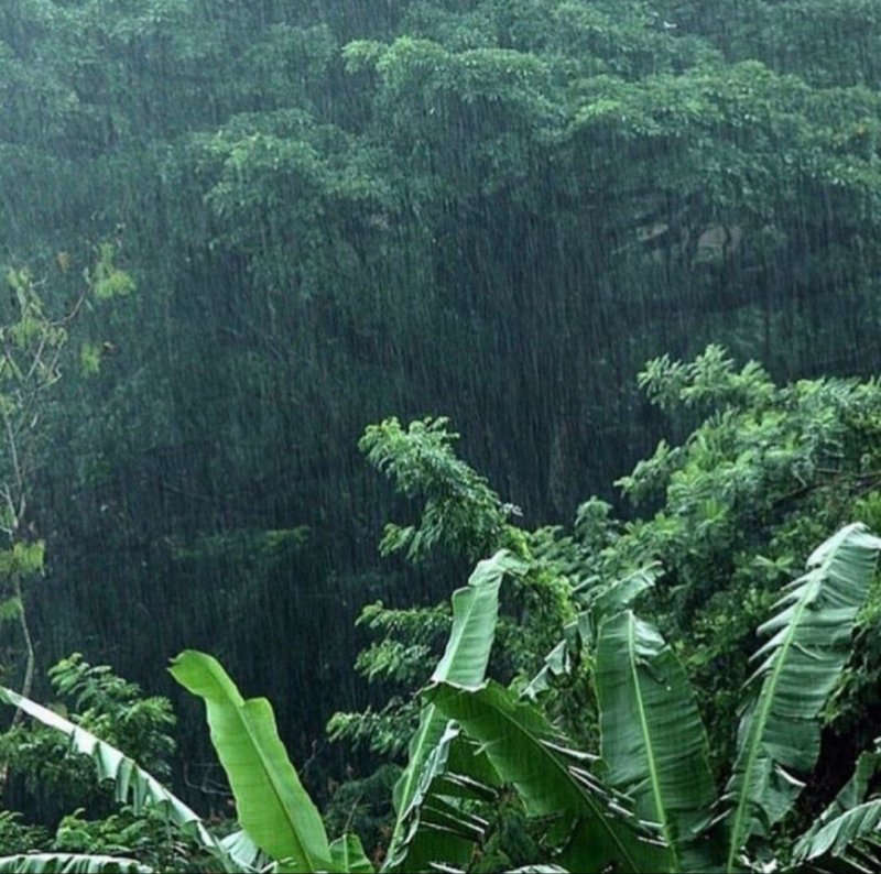Дождевые тропические леса Малайзии