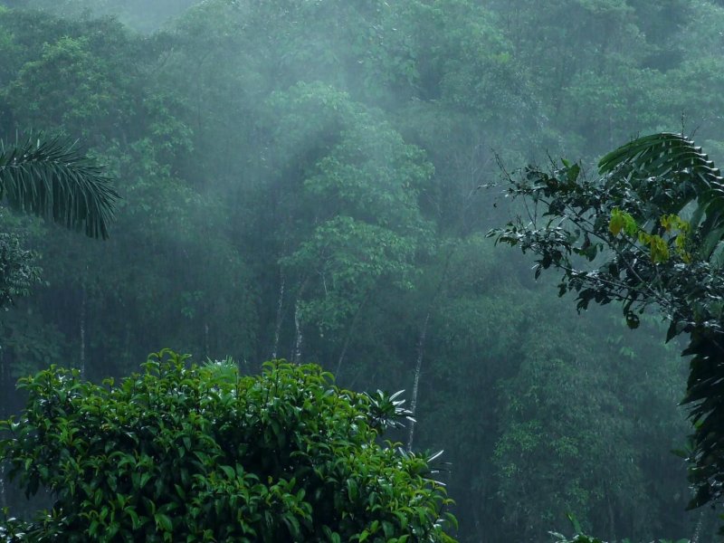 Тропический ливень в джунглях