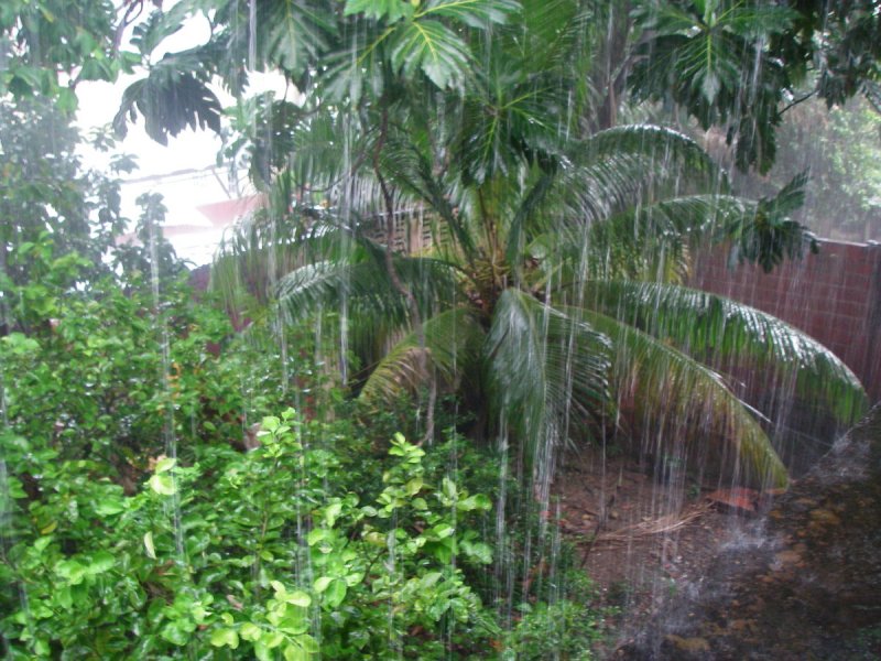 Климат Индии влажный тропический