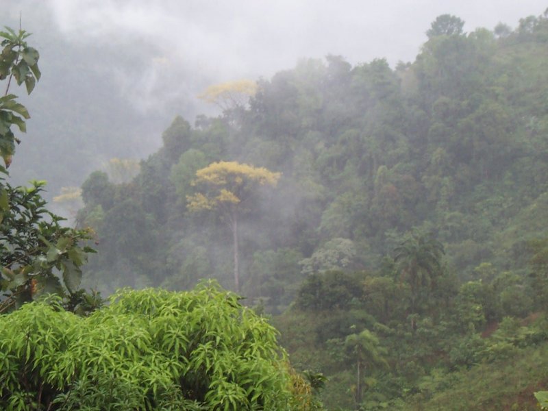 Дождевой лес Колумбия Богота