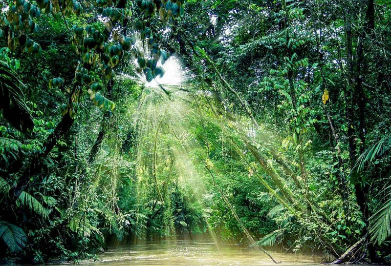Коста-Рика тропический лес