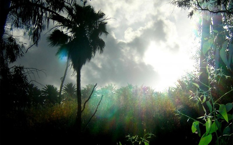 Тропический лес после дождя
