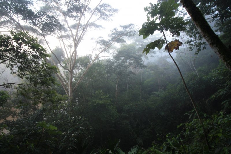 Дождевые тропические леса Малайзии амазонки