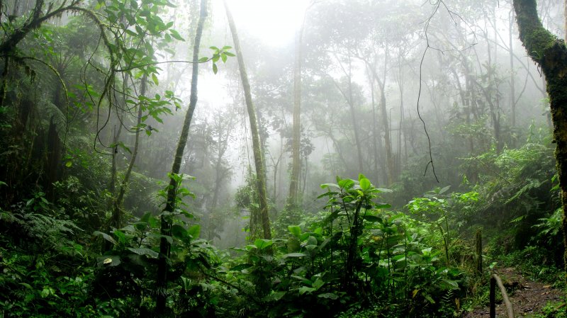 Муссонные тропические леса