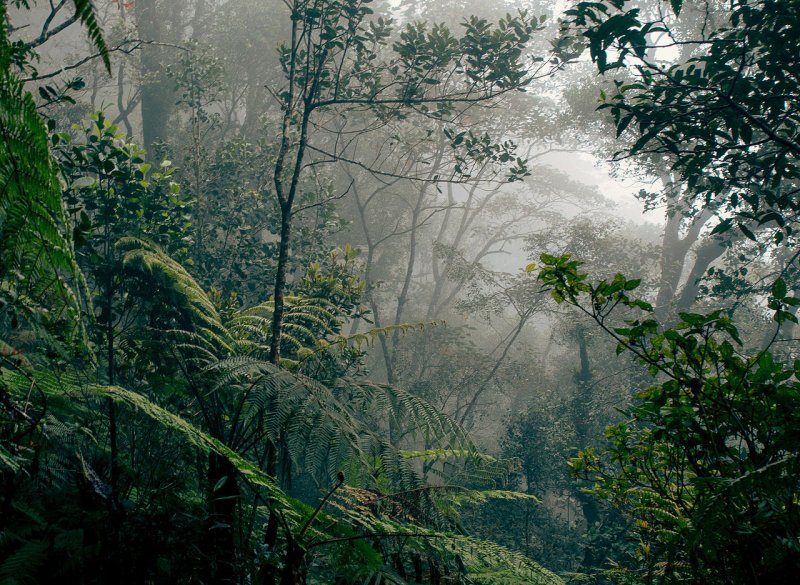 Тропические джунгли. Борнео