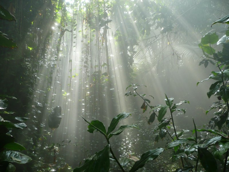 Тропические леса дождь