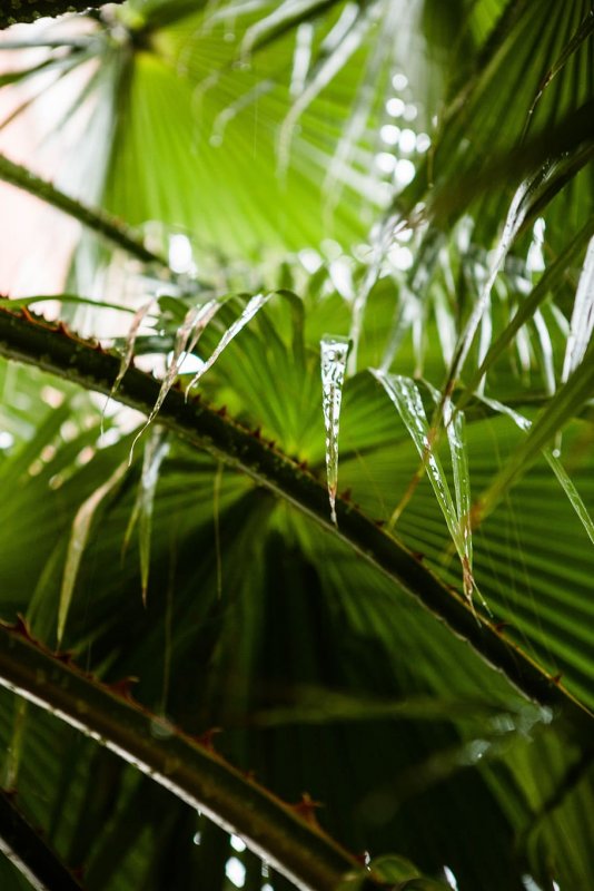 Дождь в тропиках