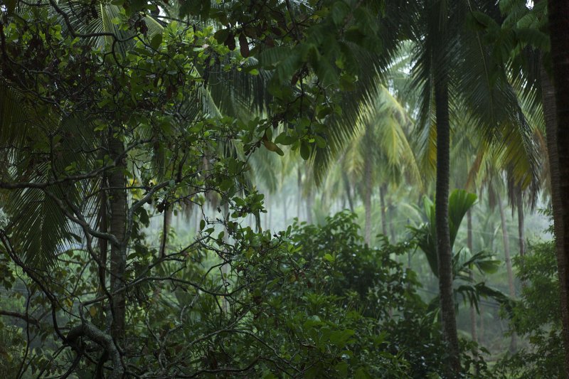 Муссонные леса Тайланда