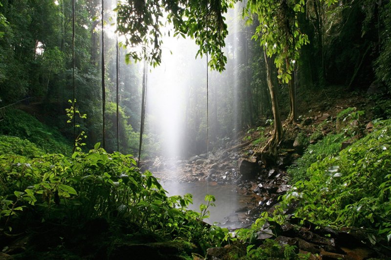 Дождевой лес Австралии