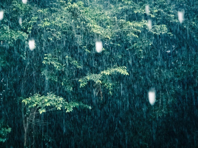 Тропический ливень в джунглях