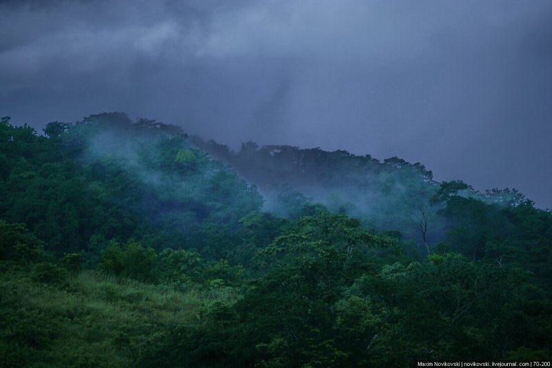 Тропические дождевые леса Африка