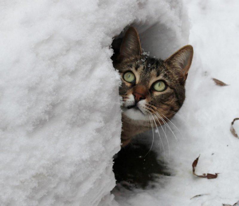 Котик в снегу