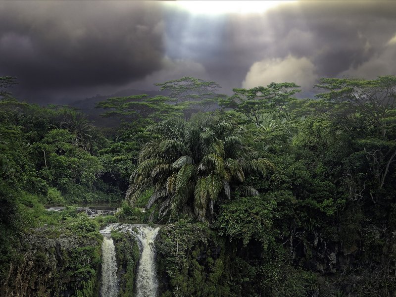 Влажный экваториальный лес Африки