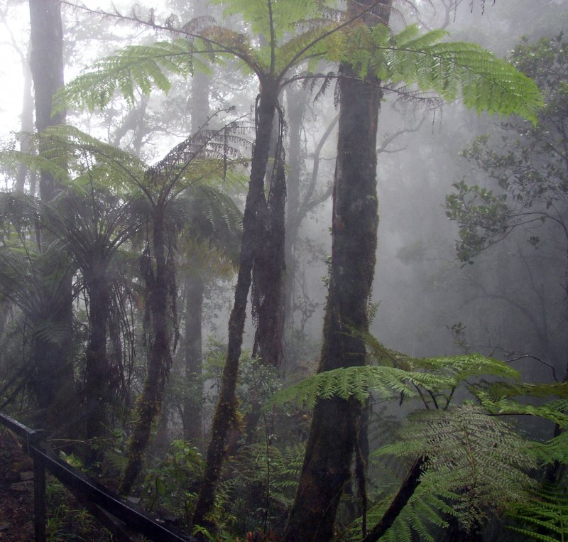 Ливневые дожди в тропическом лесу