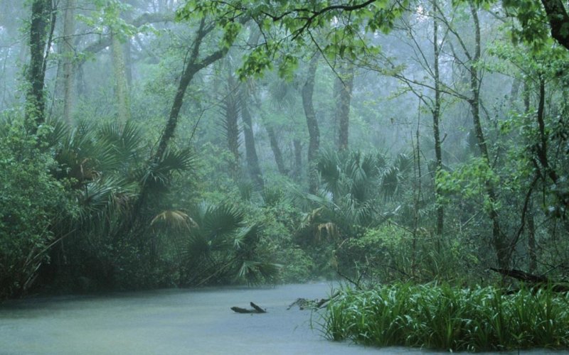Дождь в экваториальном лесу