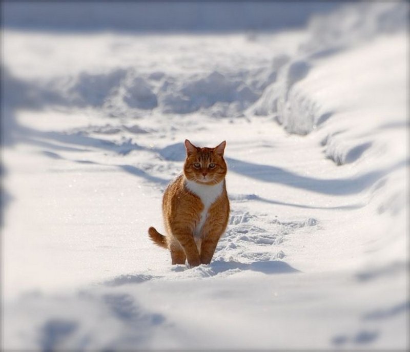 Рыжий котенок на снегу