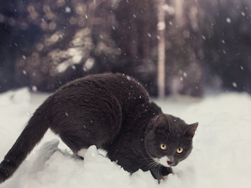 Черный кот в снегу